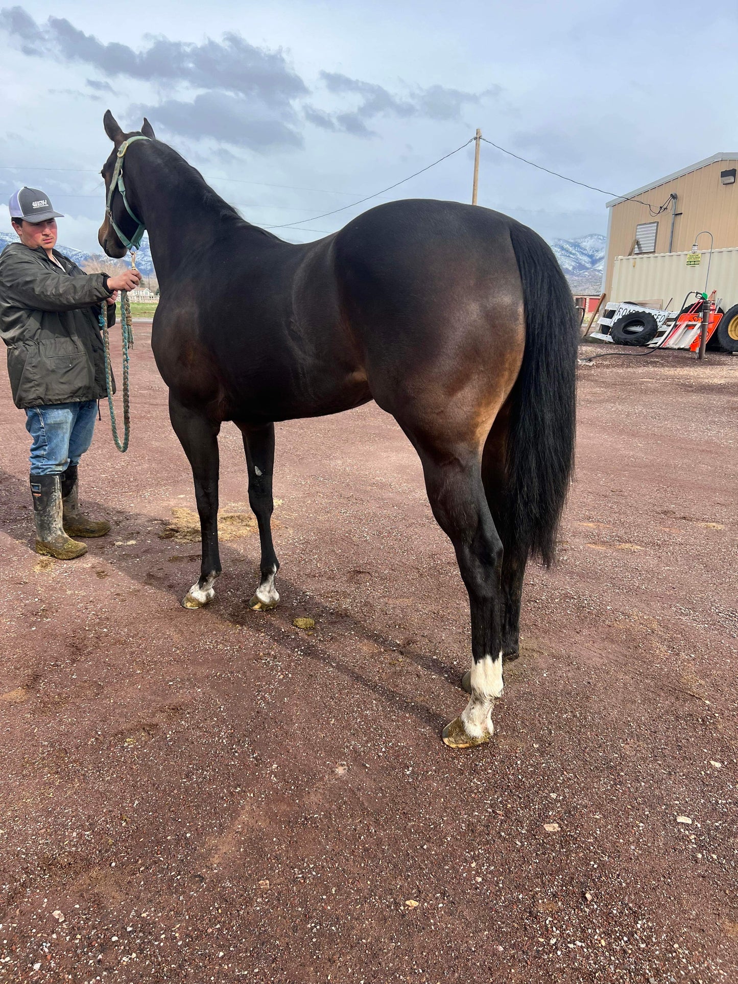 Miss Hoonigan ( Wyoming Bred )