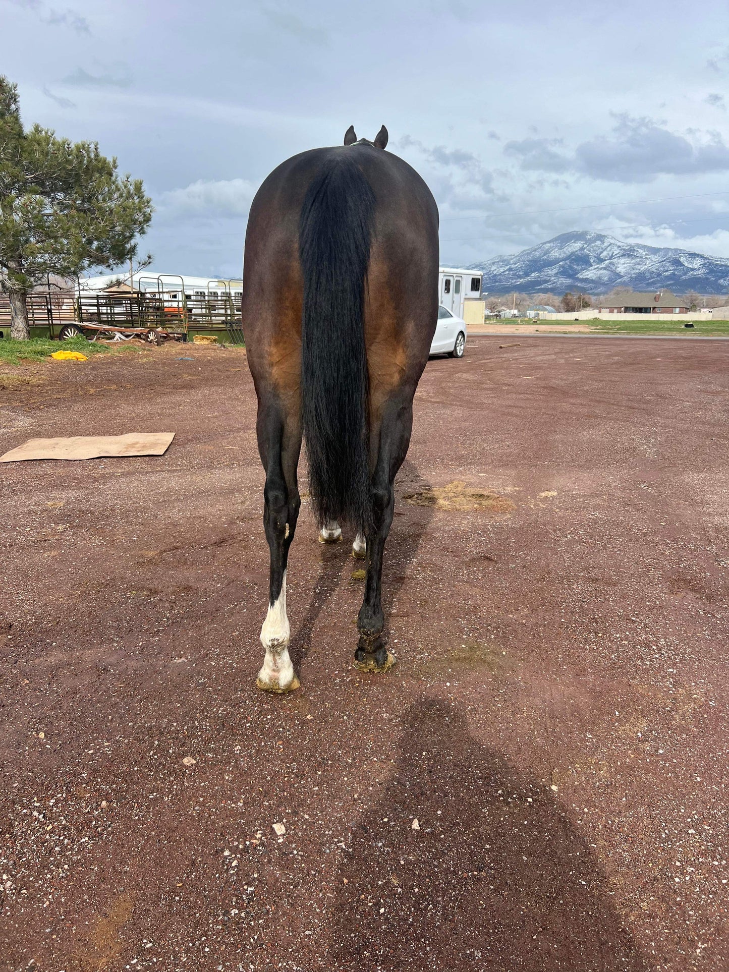 Miss Hoonigan ( Wyoming Bred )
