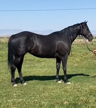 Sold Sold Sold Fabuloso (In Foal) Genetically Gifted