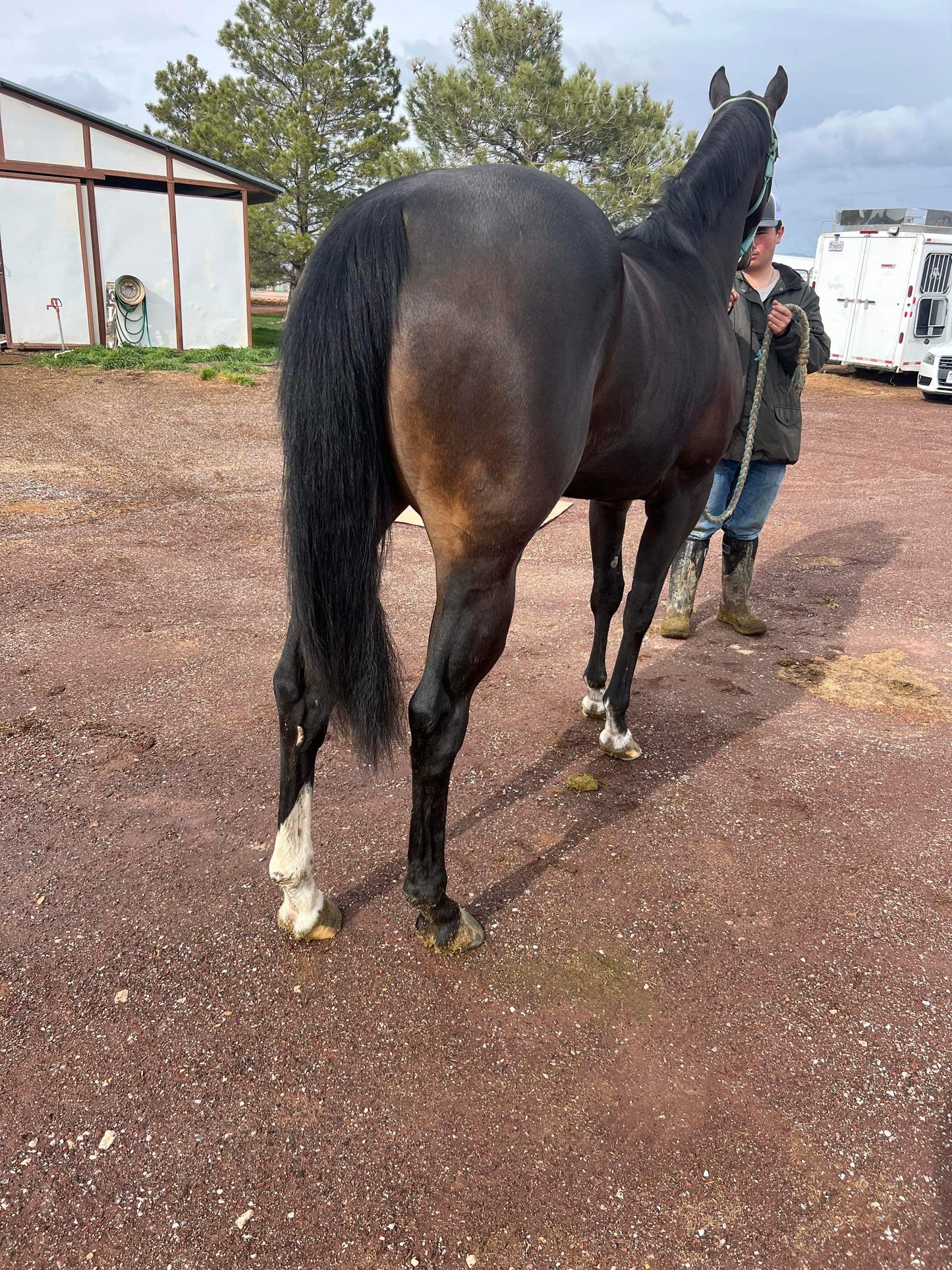 Miss Hoonigan ( Wyoming Bred )