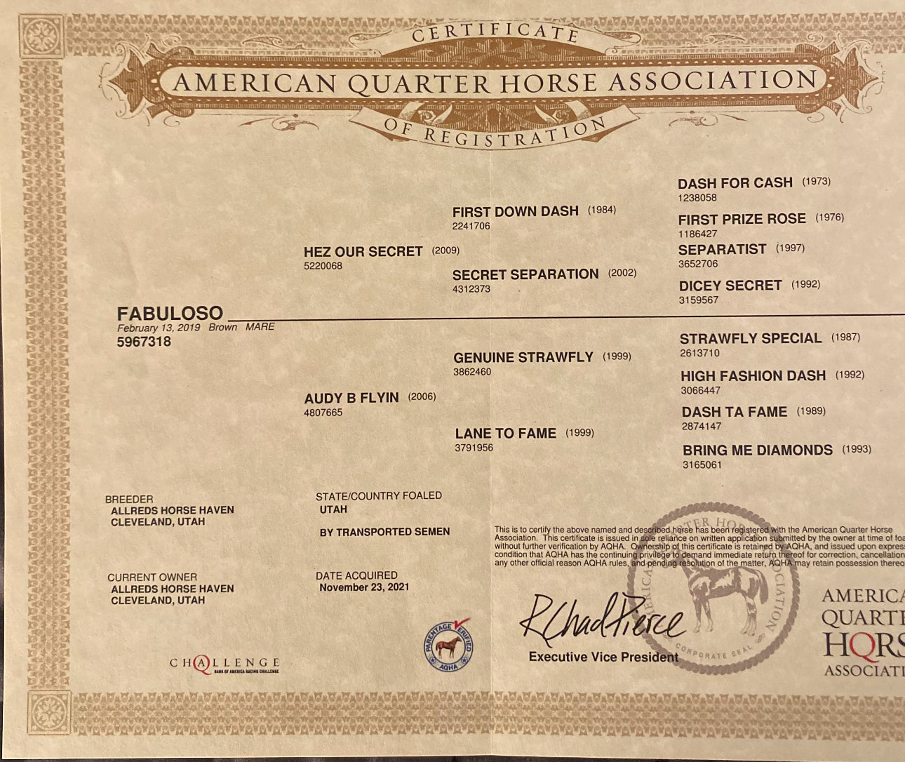 Sold Sold Sold Fabuloso (In Foal) Genetically Gifted