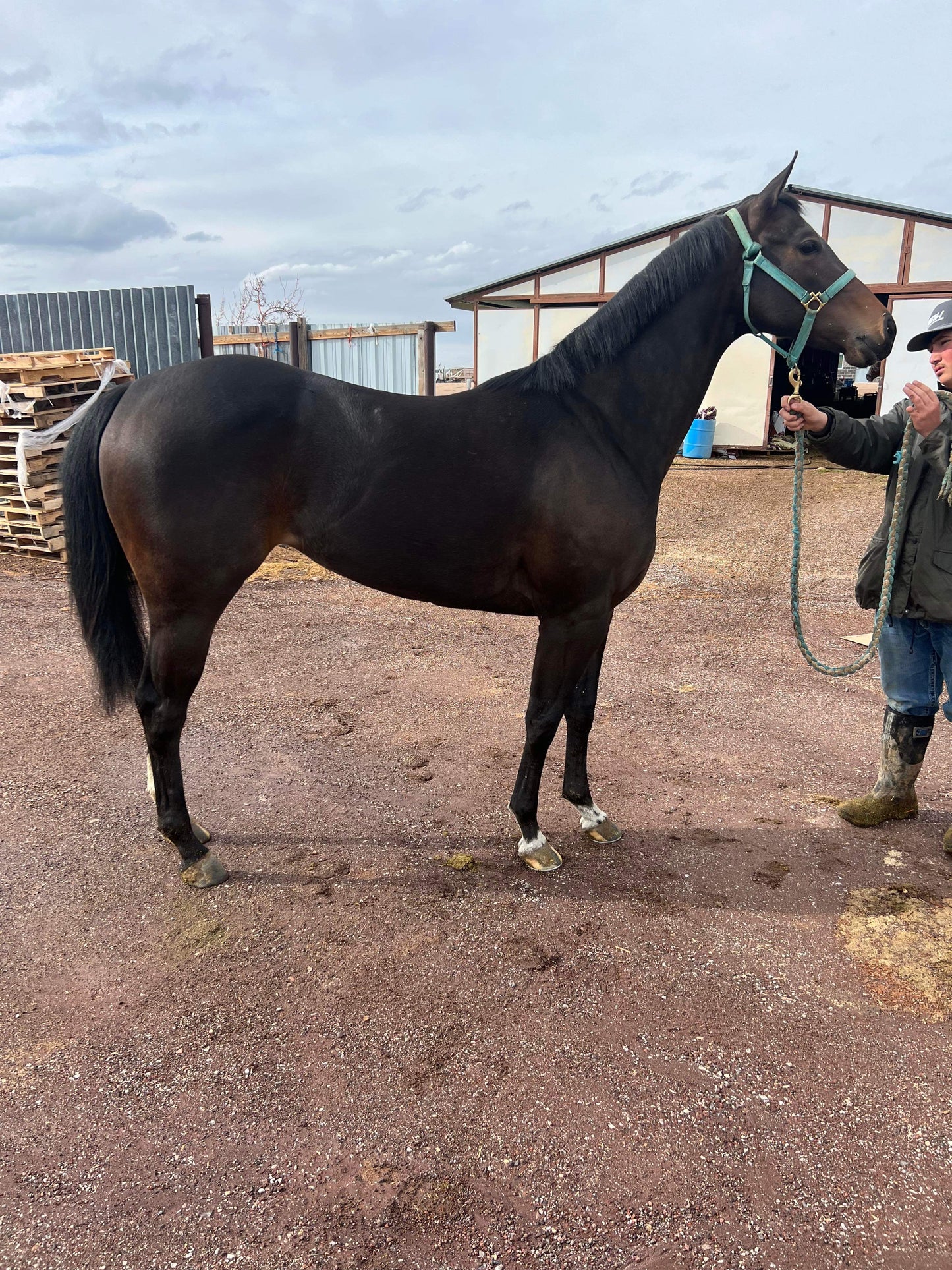 Miss Hoonigan ( Wyoming Bred )