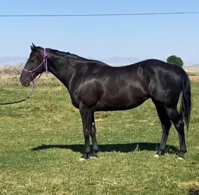 Sold Sold Sold Fabuloso (In Foal) Genetically Gifted