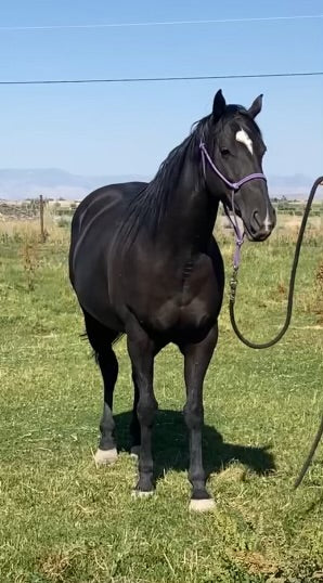 Sold Sold Sold Fabuloso (In Foal) Genetically Gifted