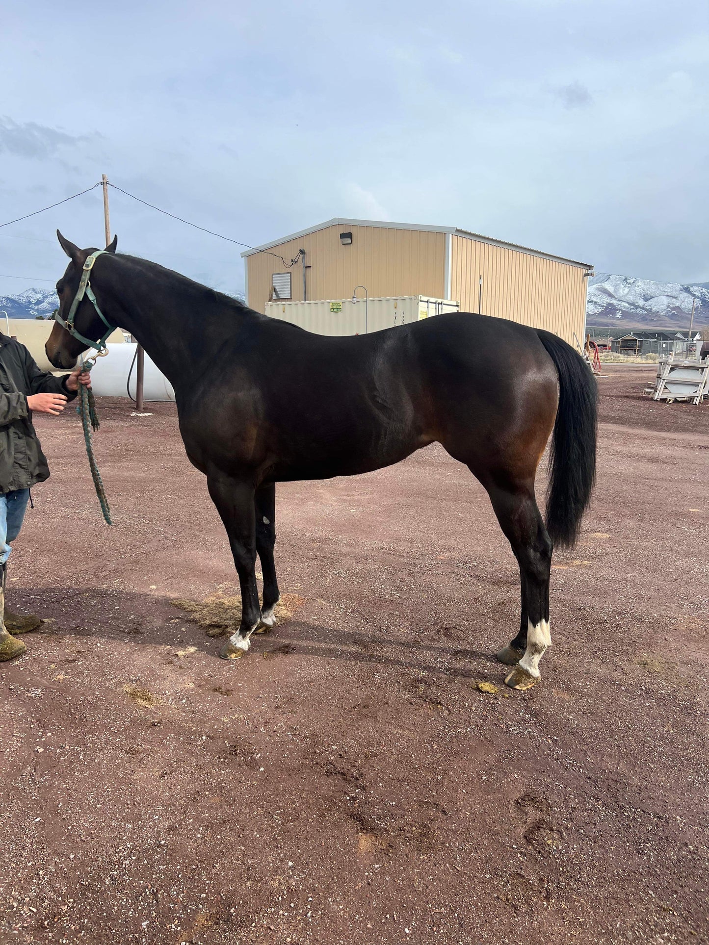 Miss Hoonigan ( Wyoming Bred )