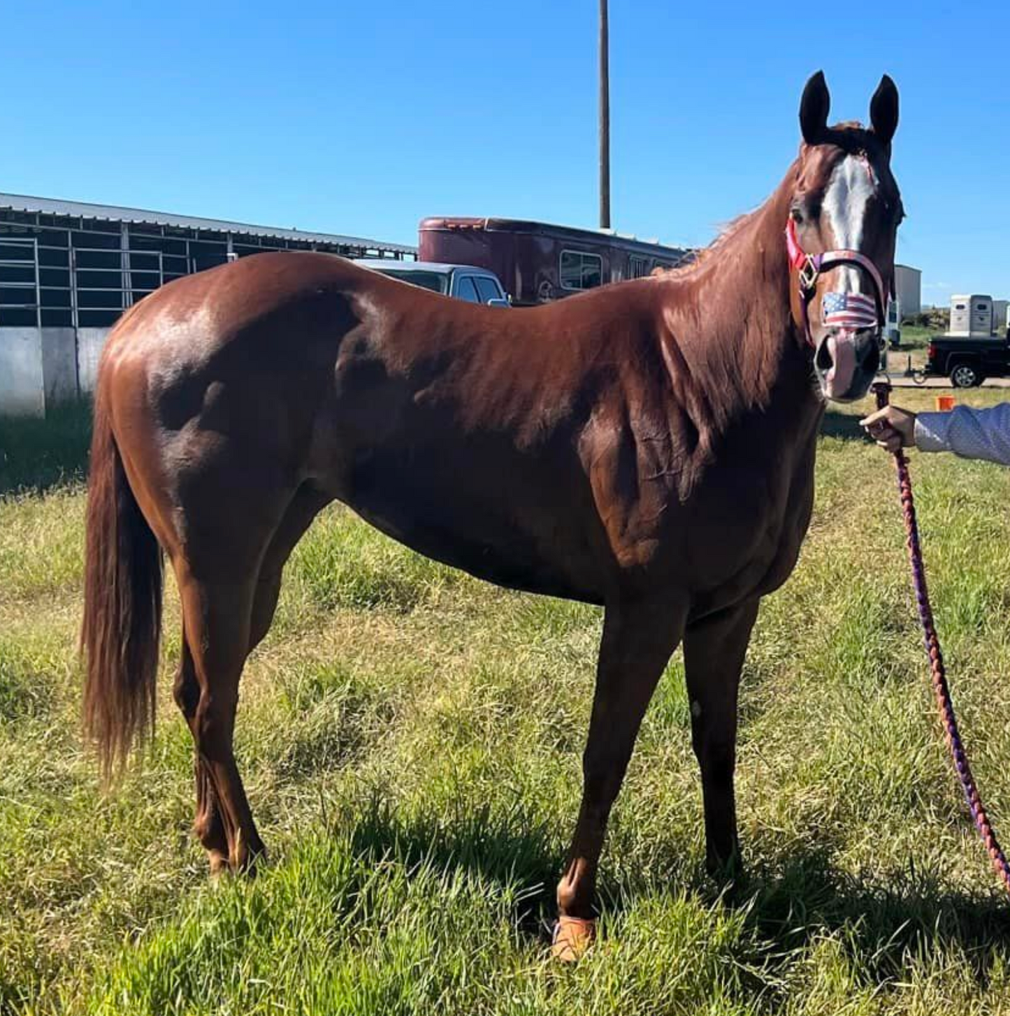 AQHA Champion Open Me a Corona x Perfect Practice
