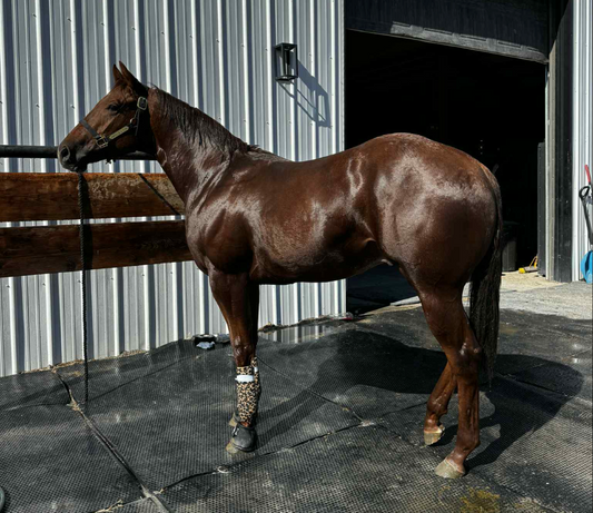 Yearling Breaking