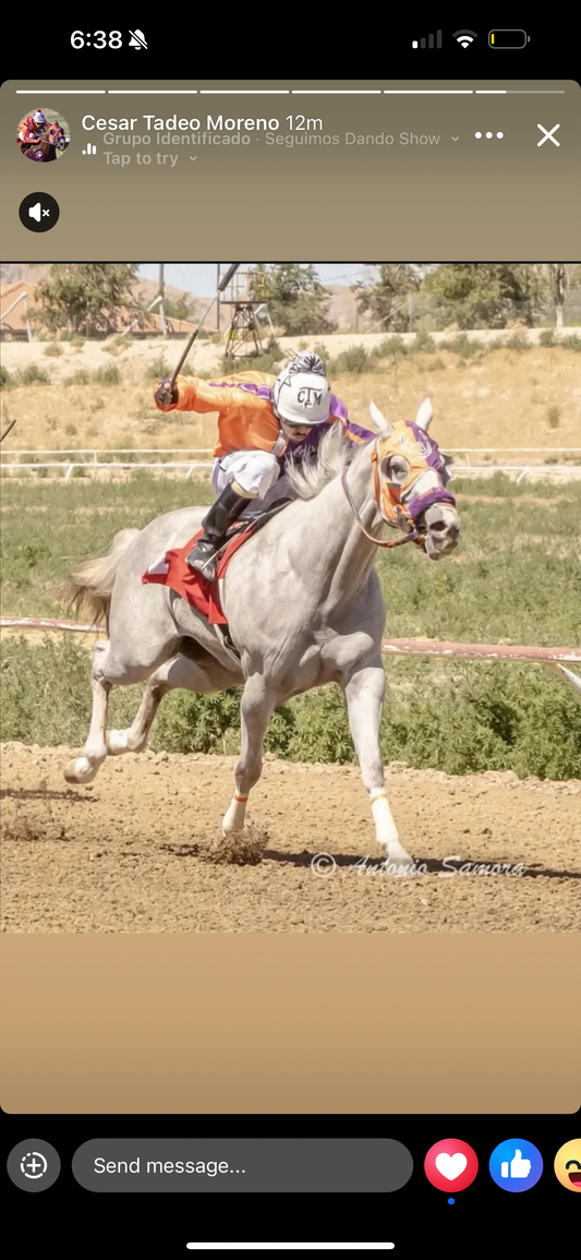 KVN Corona x Jr Prissys Blood ( Apollitical Blood )