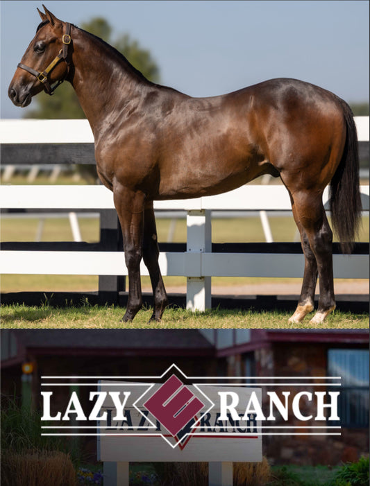 Hip # 572 Norwalk -  (Apollitical Blood x Perfect Practice)