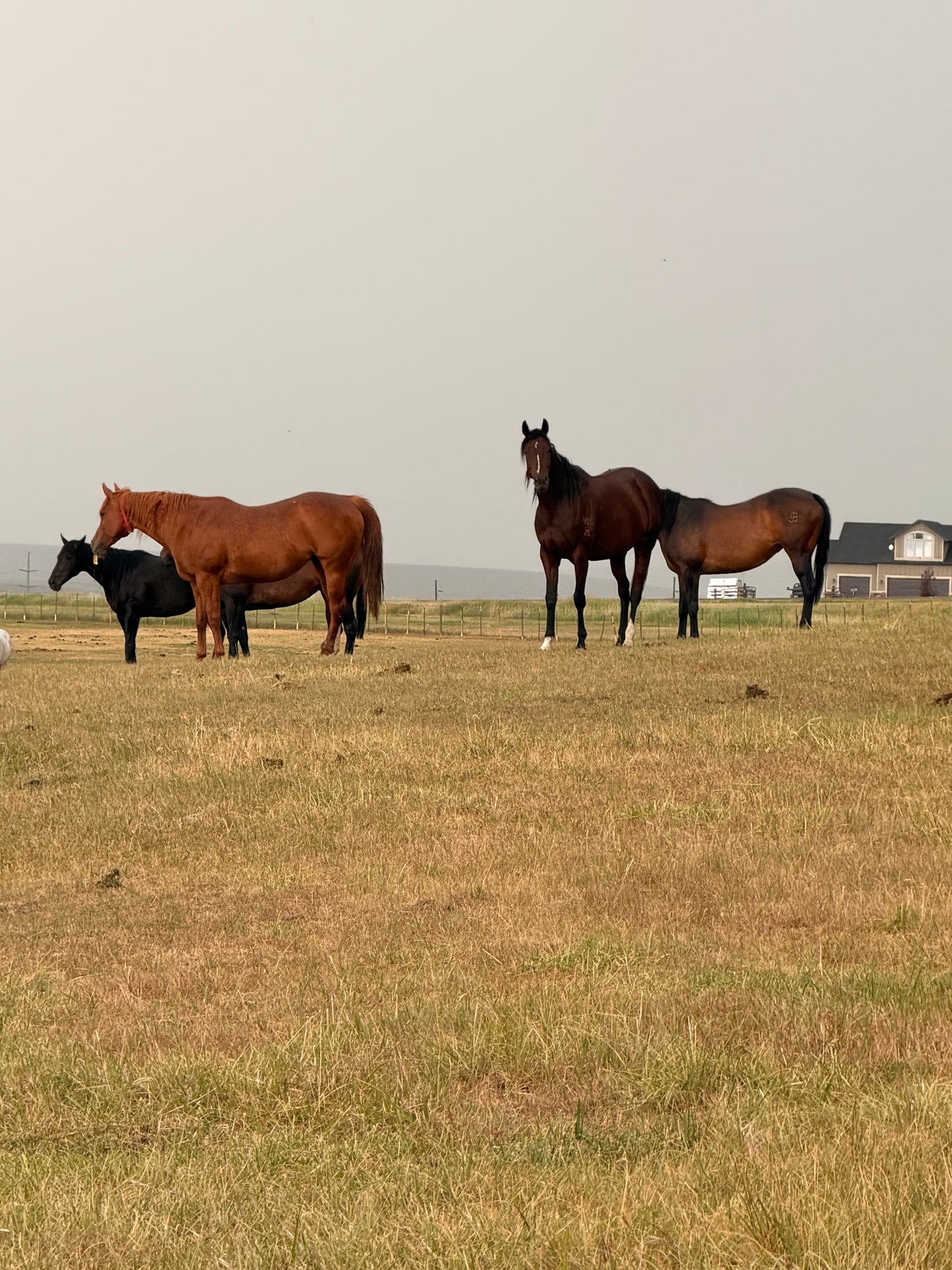 Wyoming Bred Mare Care