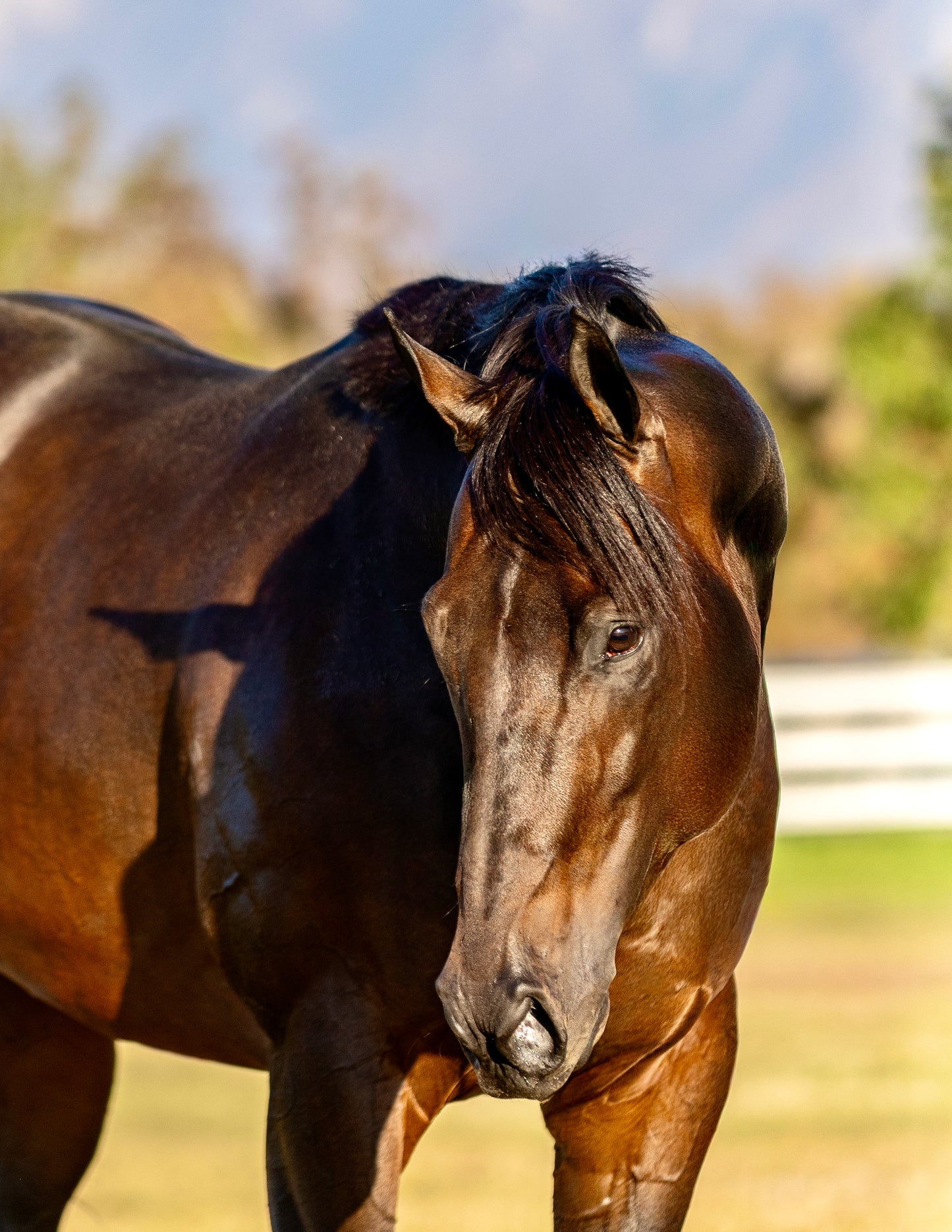 Avant Glory ( TB ) SI 102