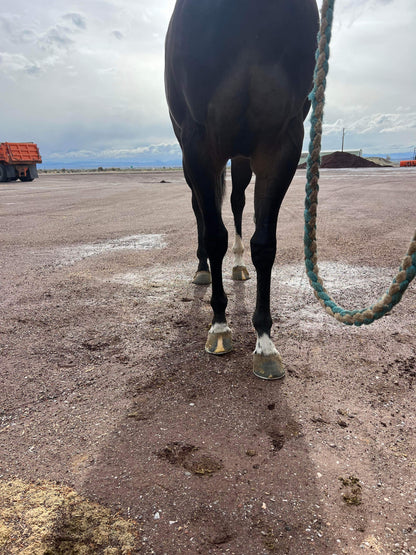 Miss Hoonigan ( Wyoming Bred )