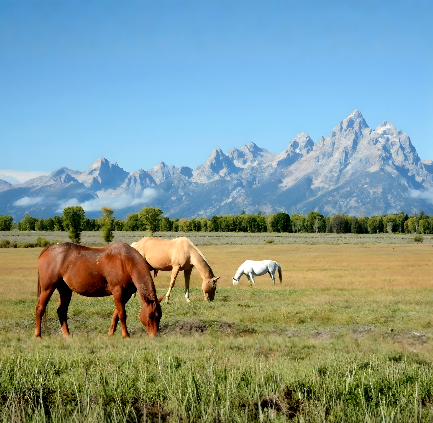 Wyoming Bred Mare Care