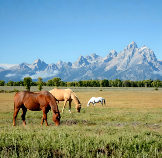 Wyoming Bred Mare Care