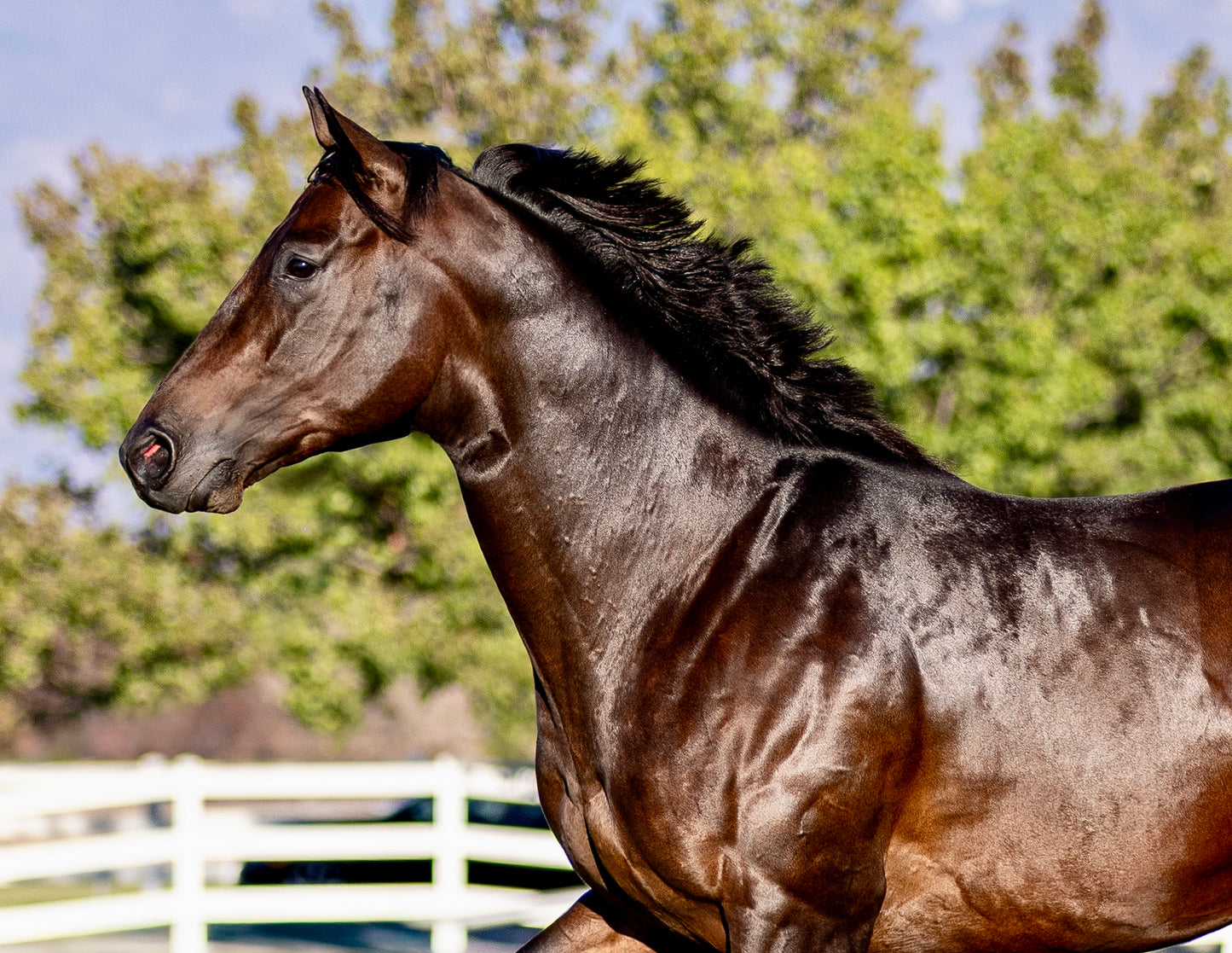 Avant Glory ( TB ) SI 102