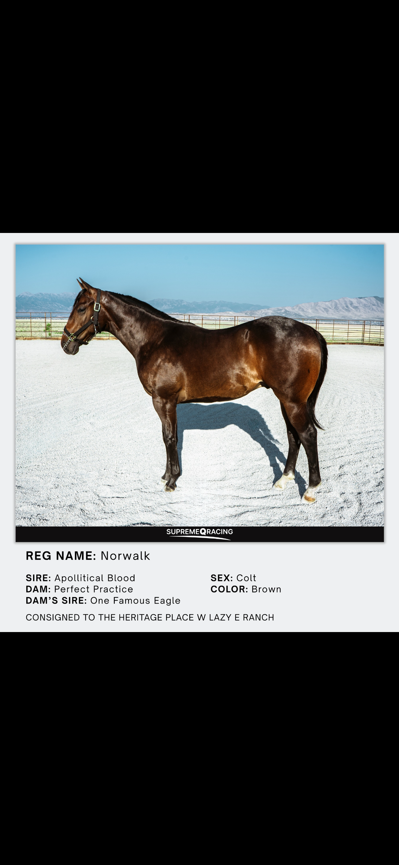 “Norwalk” Apollitical Blood x Perfect Practice