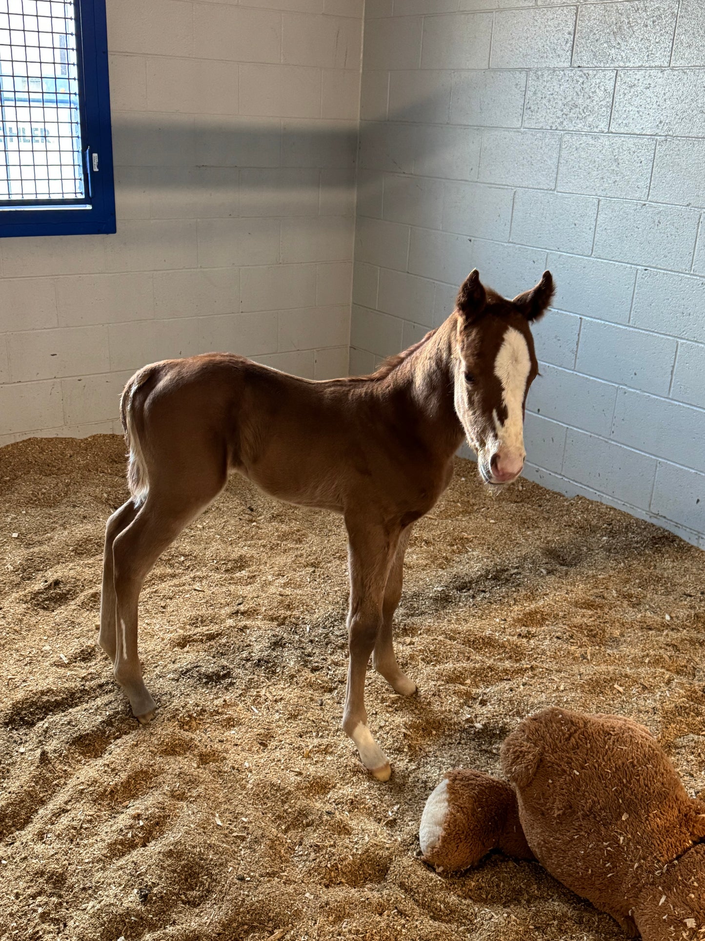Tempting Dash x EC Believer