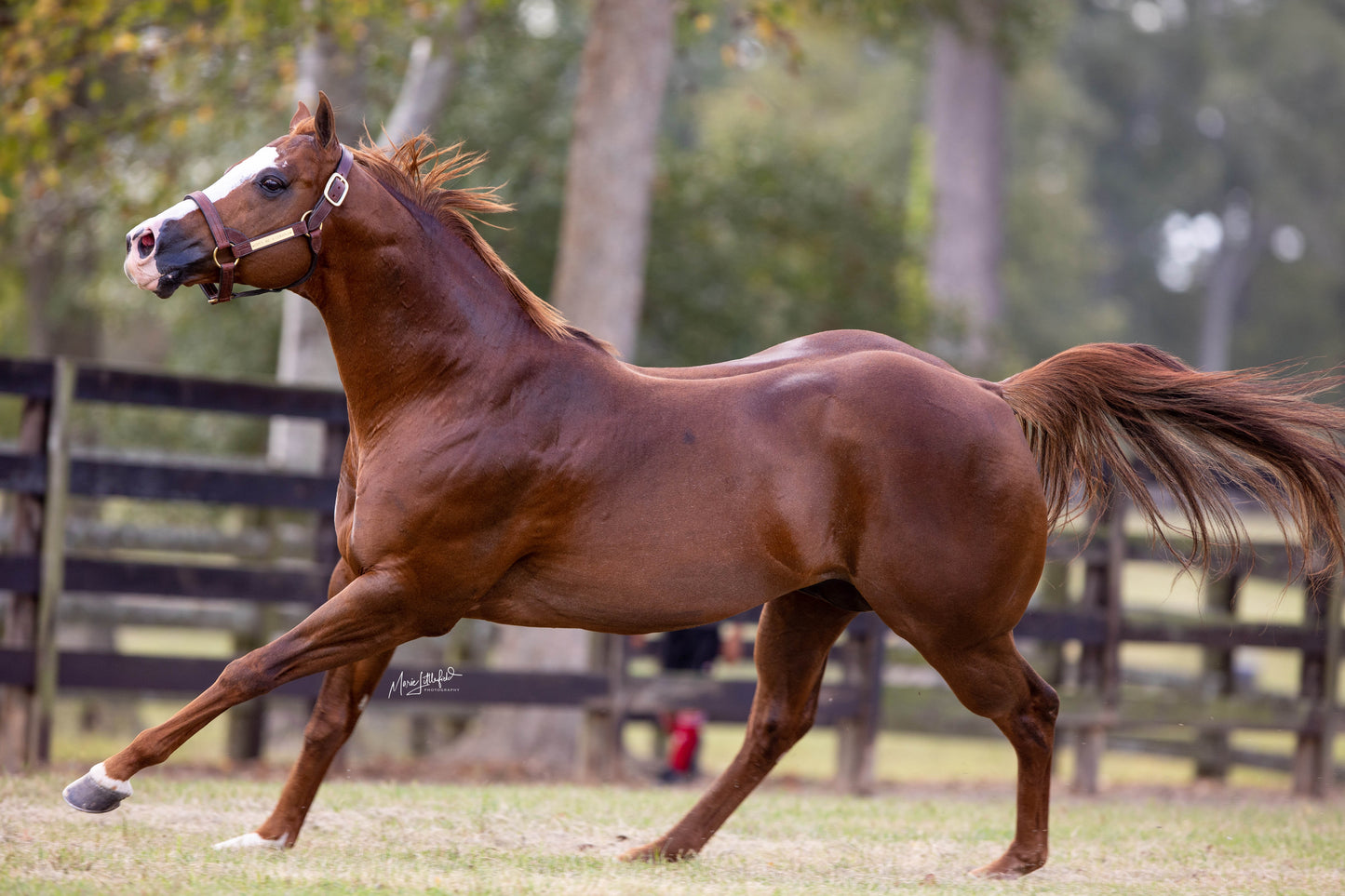 Open Me a Corona x Kayleigh Mac ( Foal In Utero )