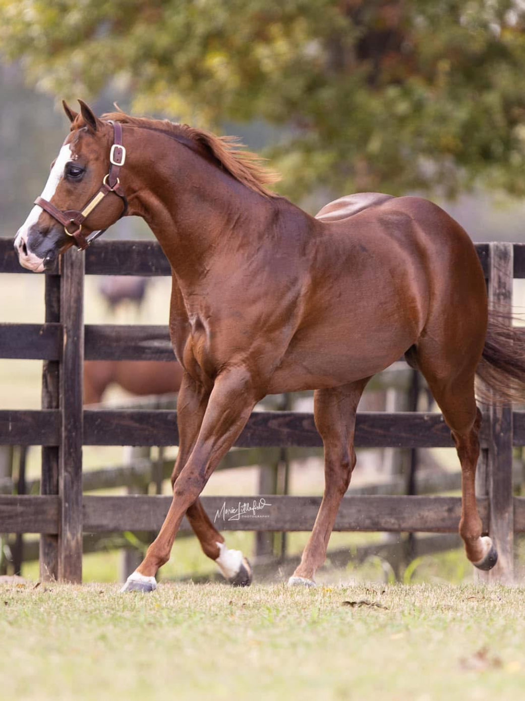 Open Me a Corona x One Famous Star ( Foal In Utero )