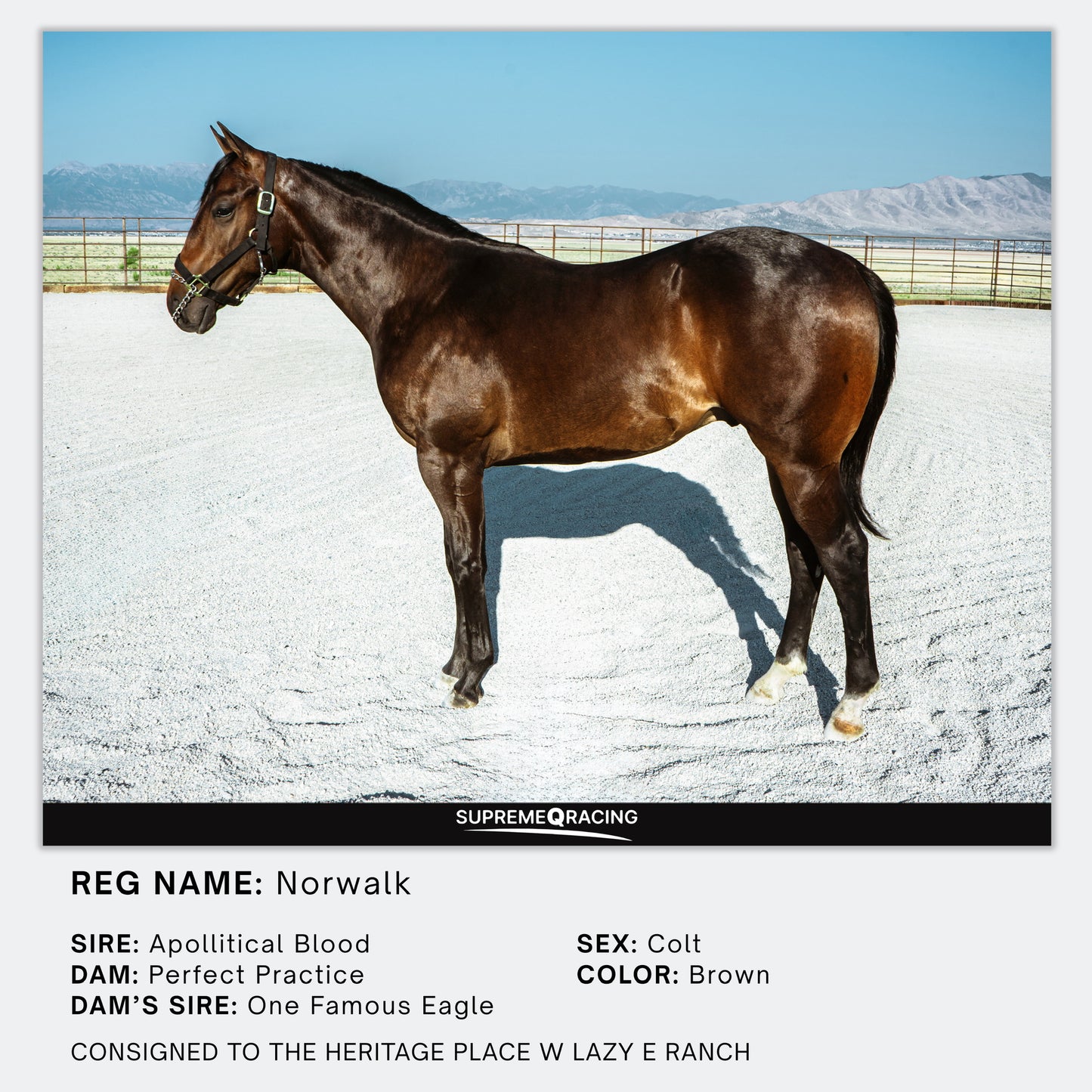 2025 Heritage Place Yearling Sale