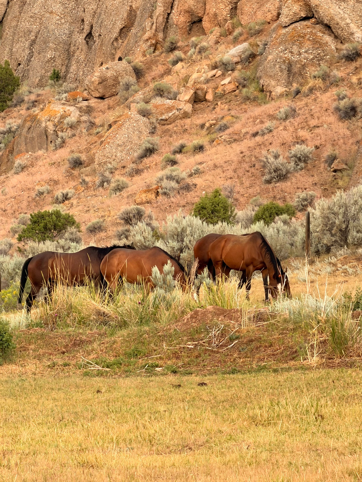 Wyoming Bred Mare Care