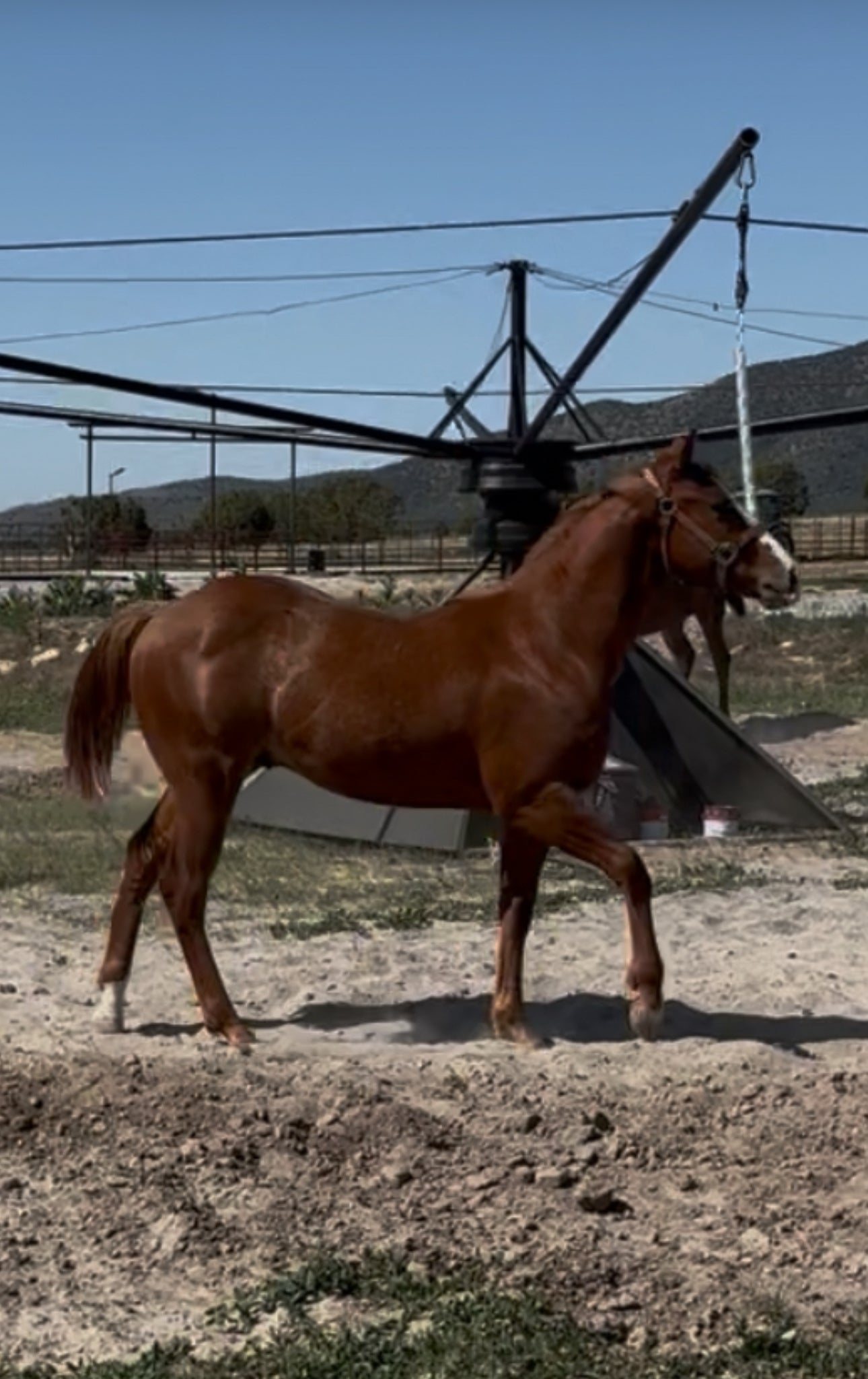 Kiss My Hocks x Perfect Practice
