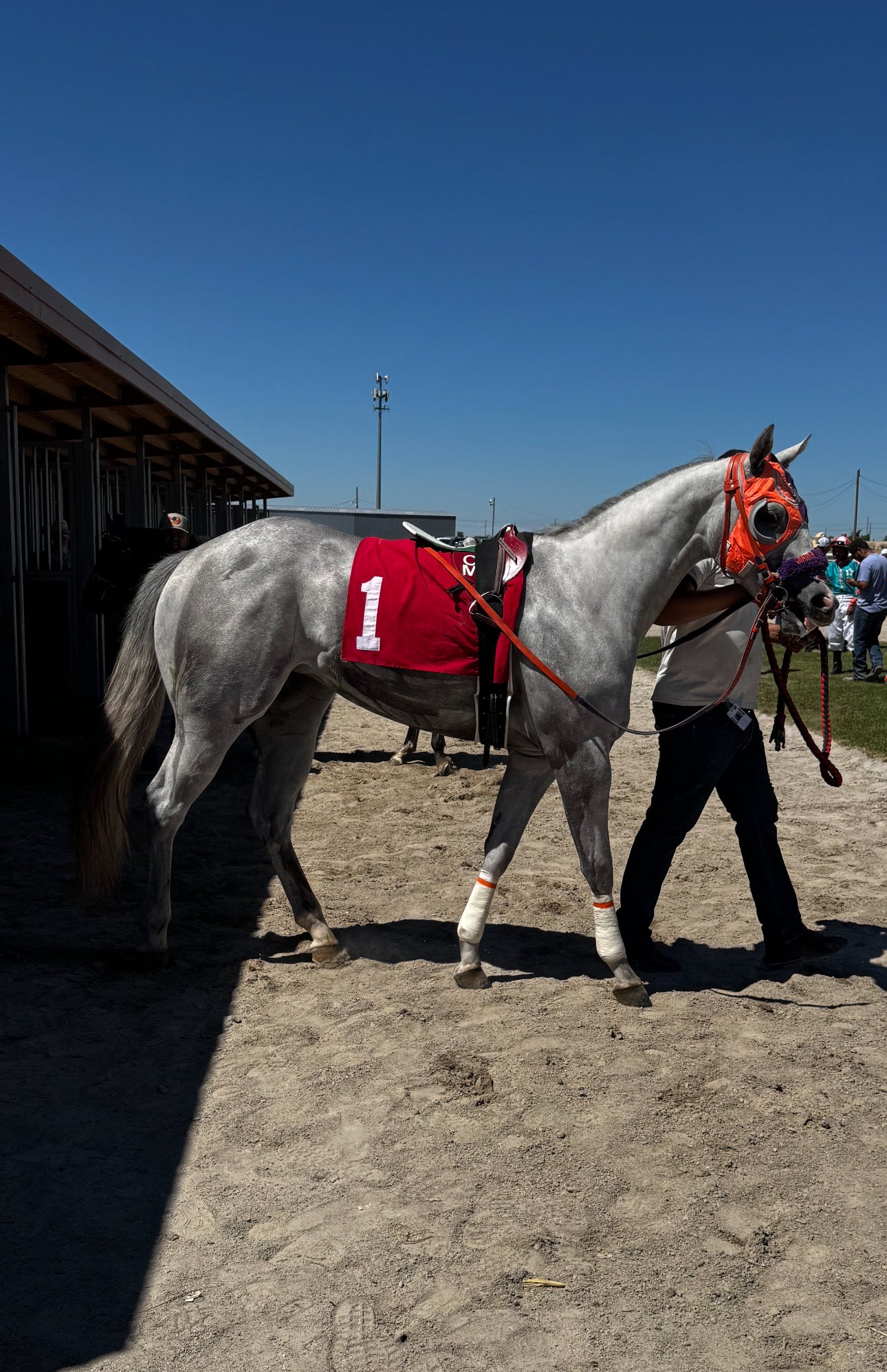 KVN Corona x Jr Prissys Blood ( Apollitical Blood )