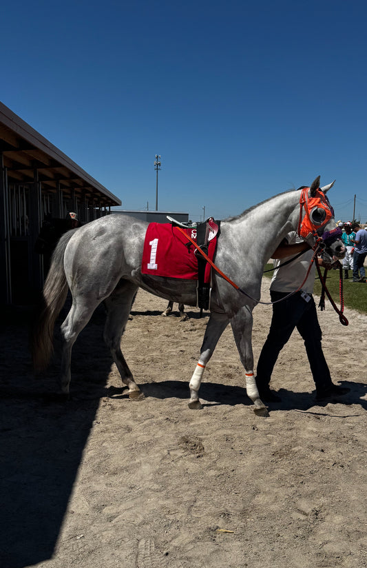 KVN Corona x Jr Prissys Blood ( Apollitical Blood )