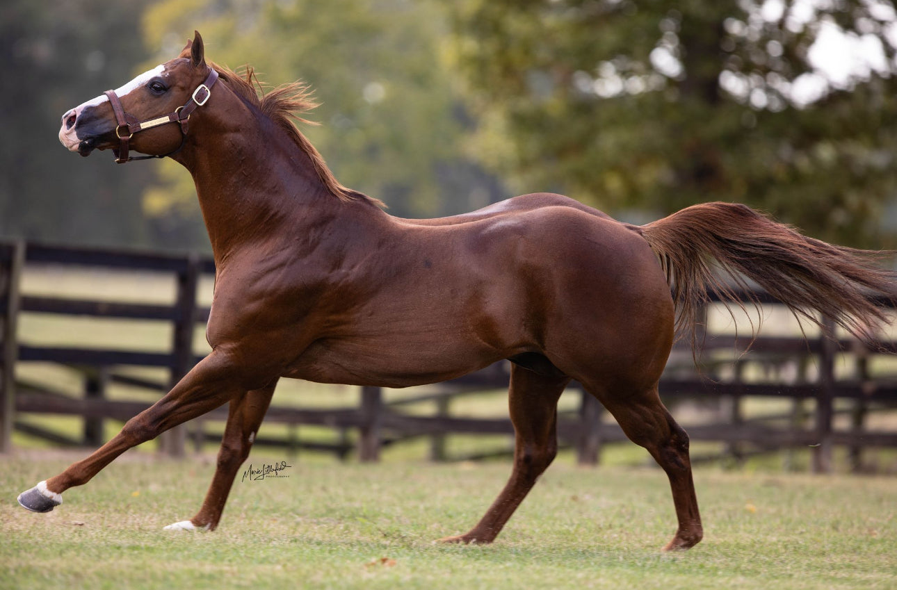 Open Me a Corona x Remember Mia Rose ( Foal In Utero )