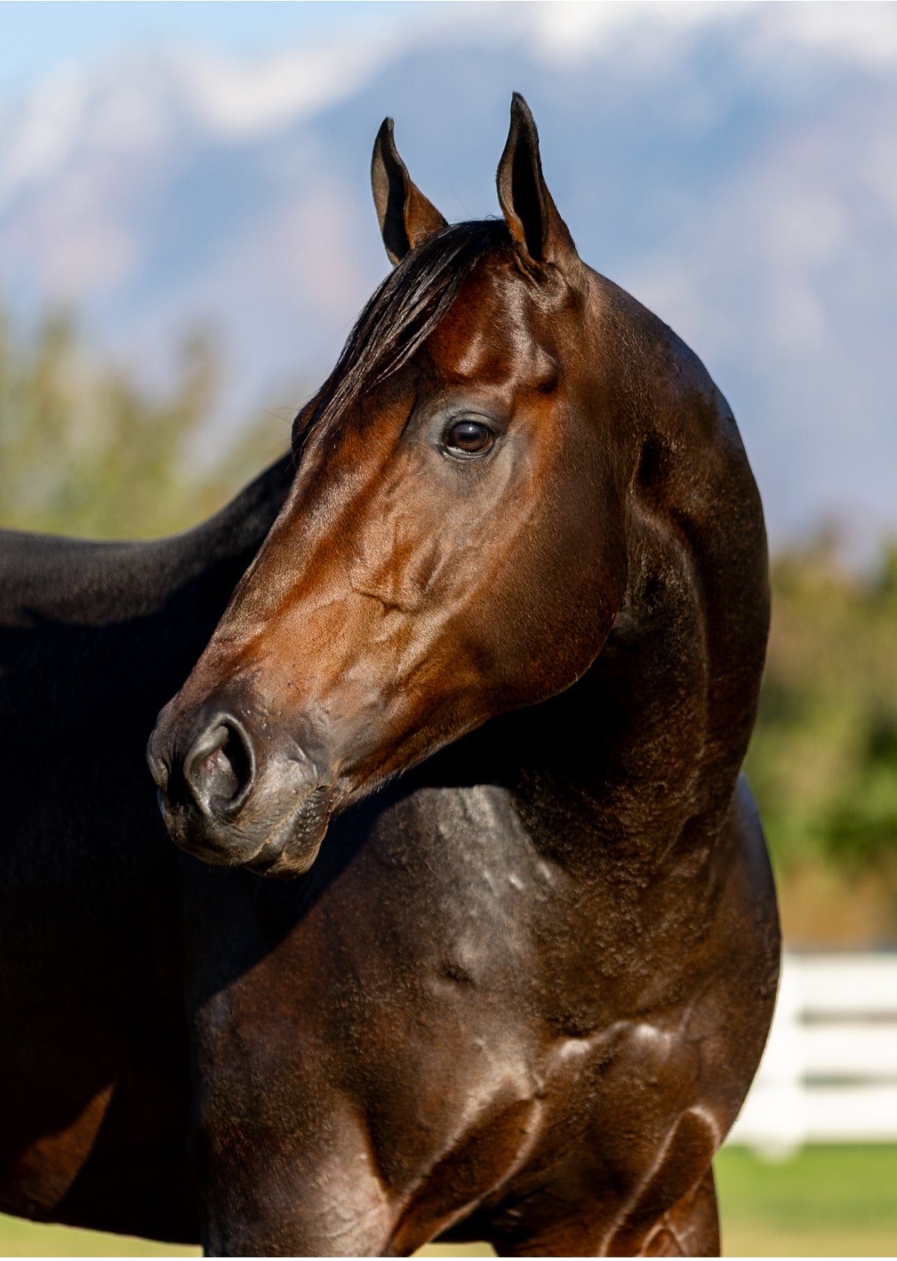 Panther Island ( TB ) SI 114 Track Record Setter