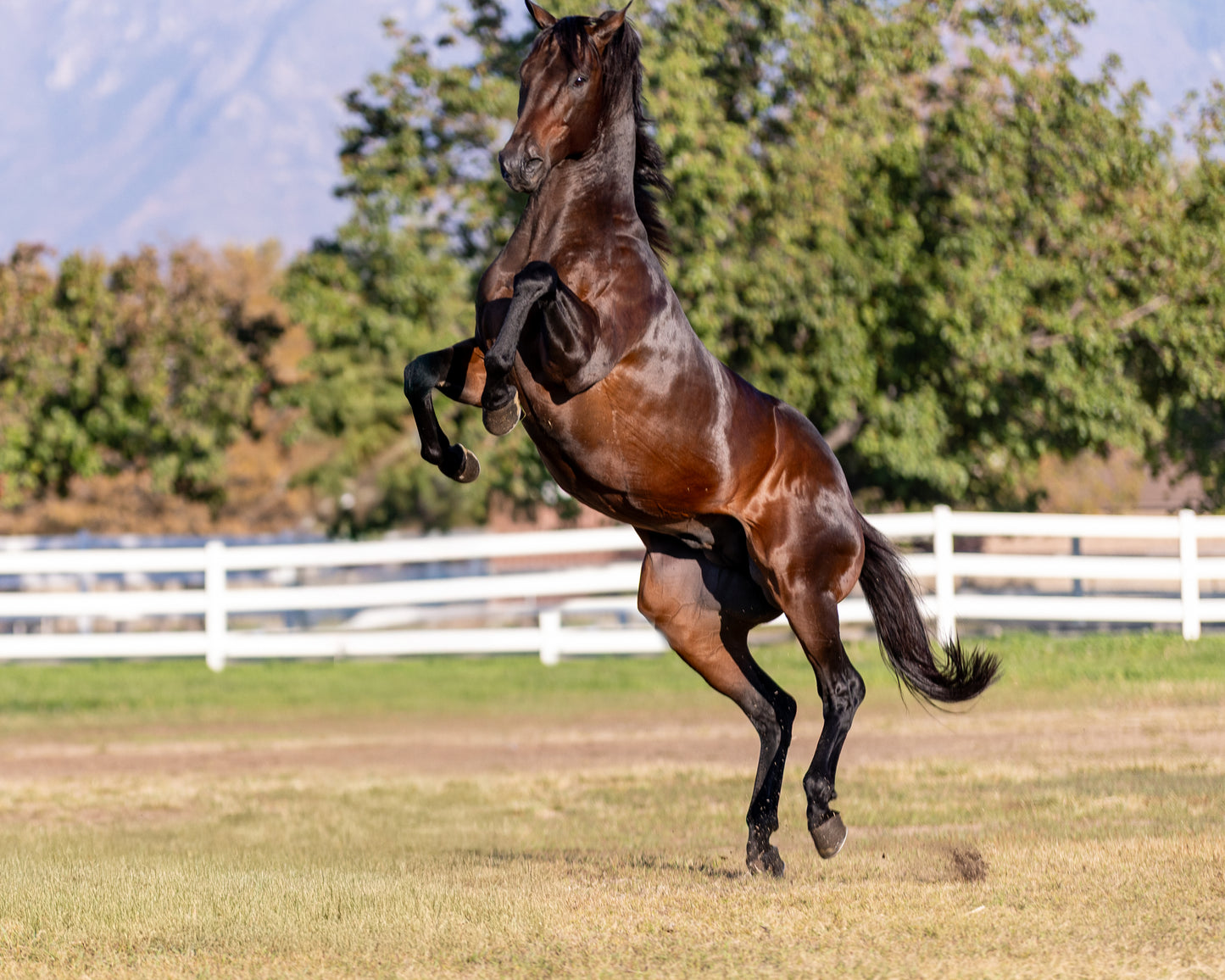 Avant Glory ( TB ) SI 102