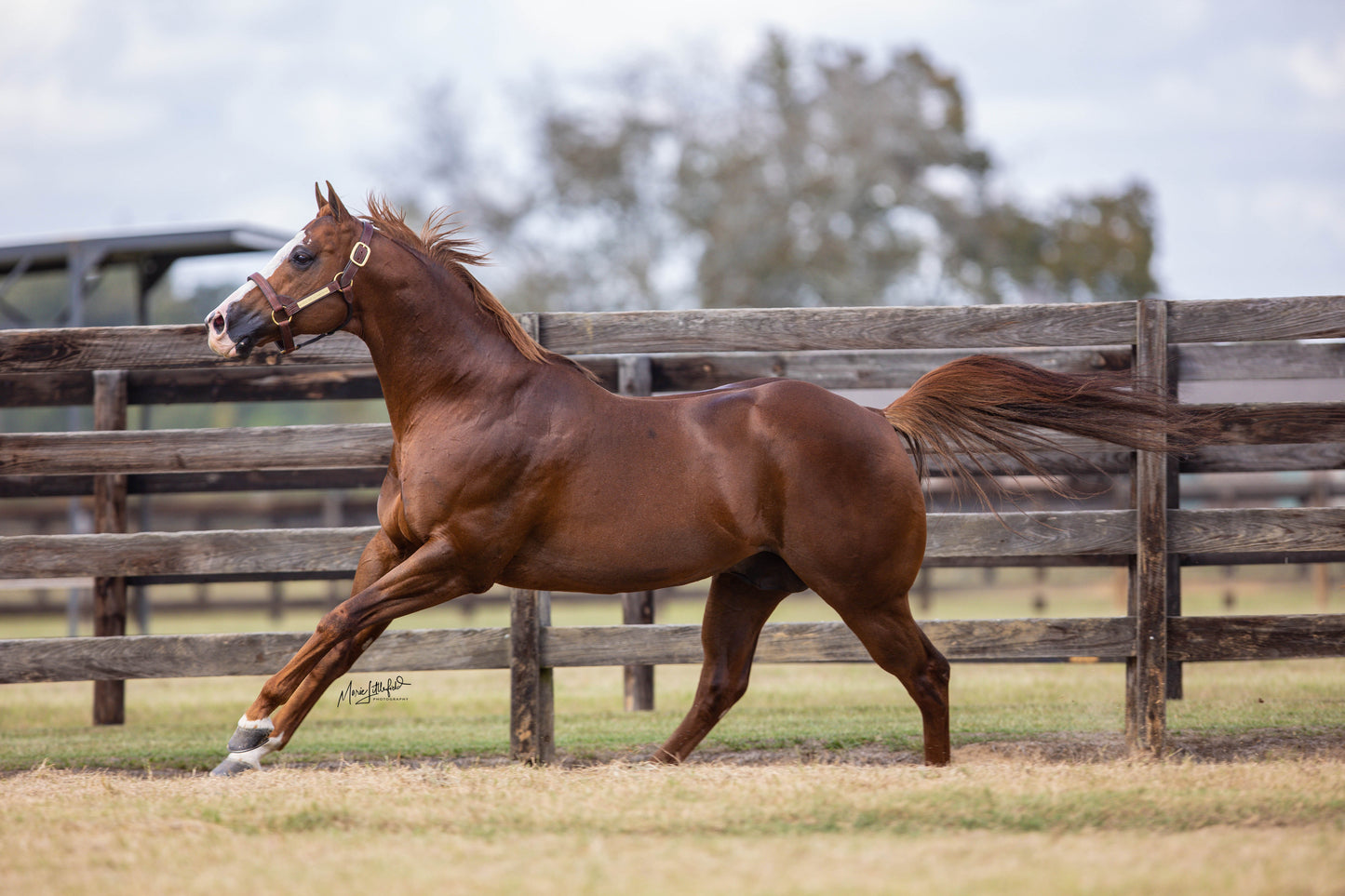 Open Me a Corona x Remember Mia Rose ( Foal In Utero )