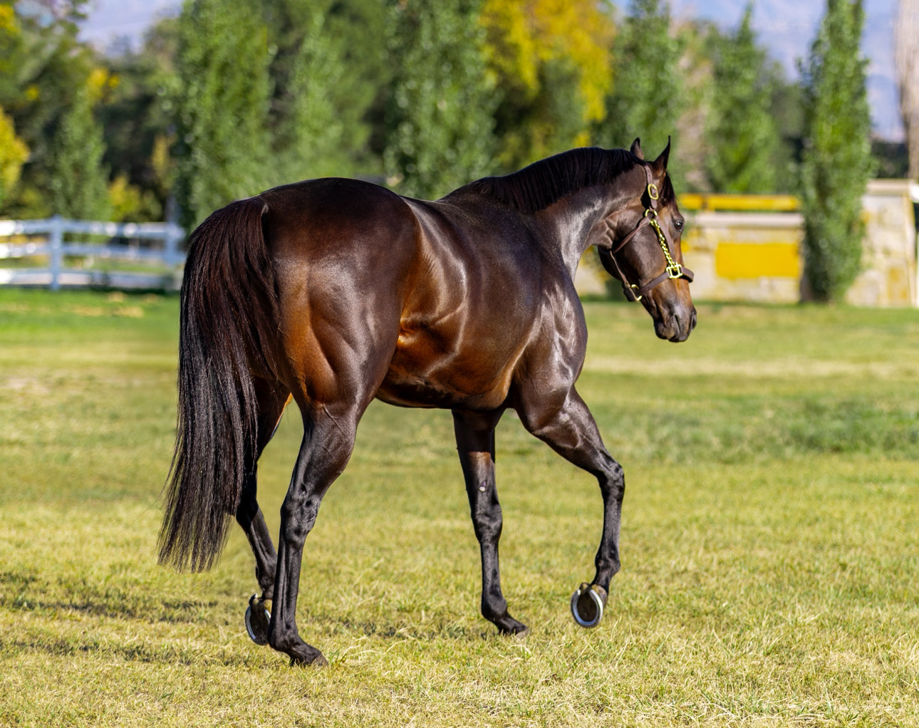 Panther Island ( TB ) SI 114 Track Record Setter