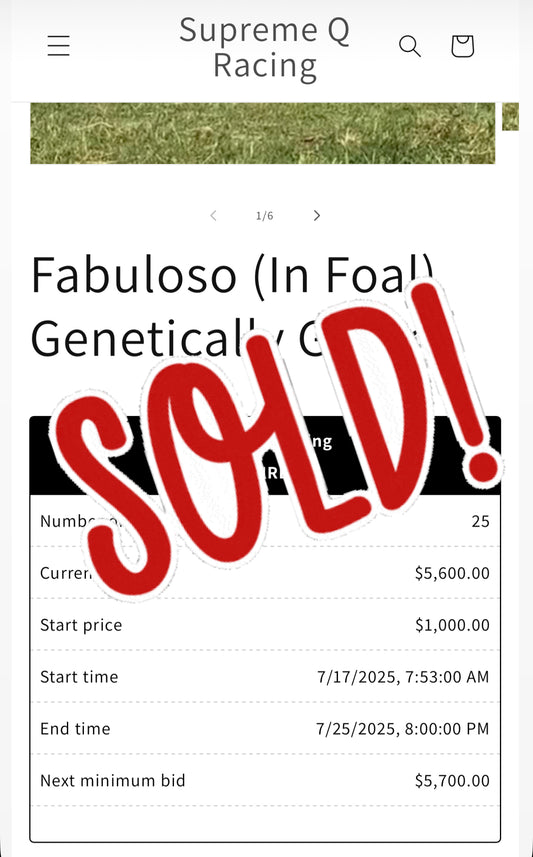 Sold Sold Sold Fabuloso (In Foal) Genetically Gifted