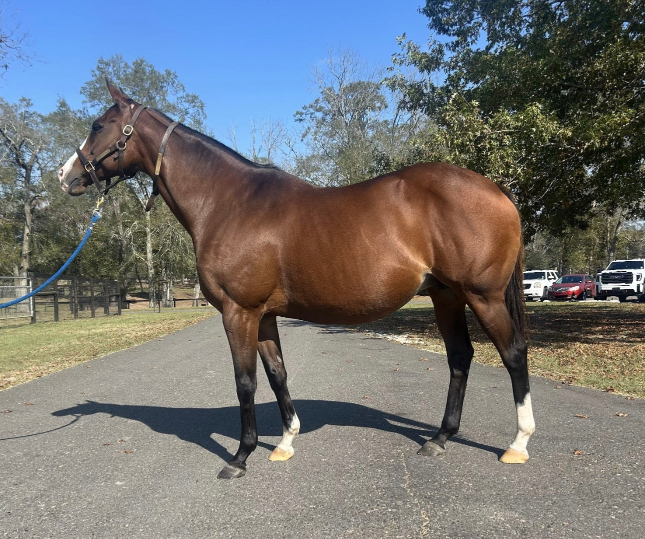 Miss Matzaball $199k LTE