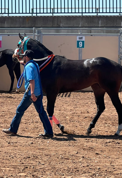 Miss Hoonigan ( Wyoming Bred )