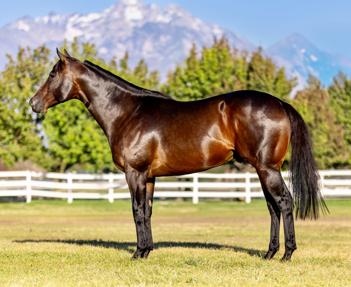 Avant Glory ( TB ) SI 102