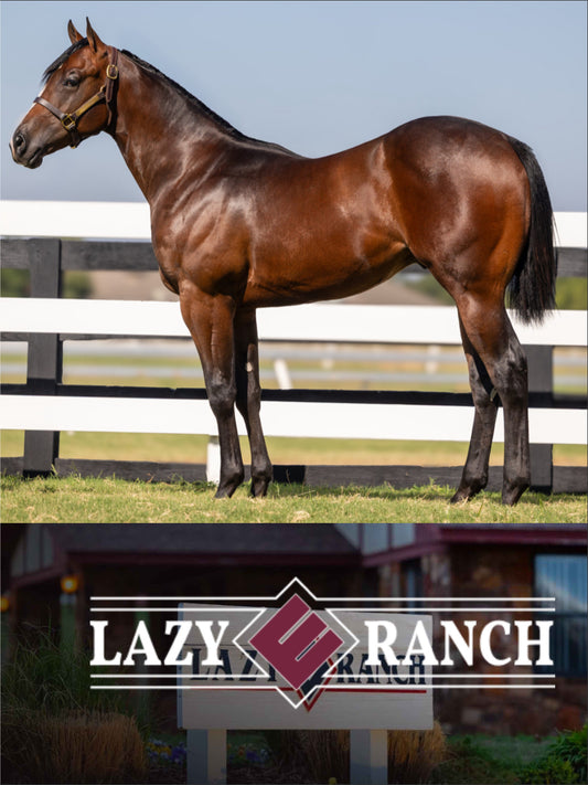 Hip # 634 Exceller8 (Kiss My Hocks x Remember Mia Rose)