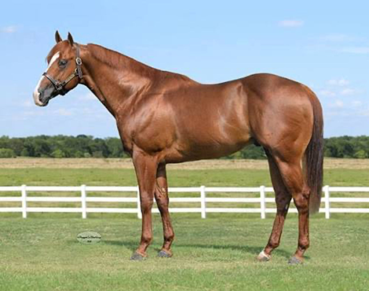 Tempting Dash x Perfect Practice ( Foal in Utero )