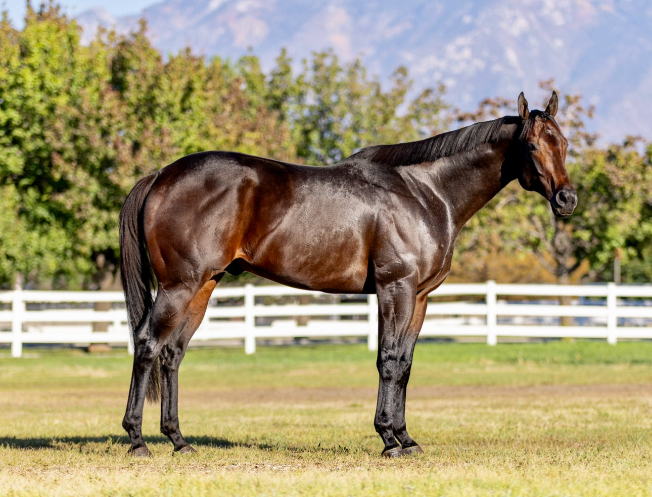 Panther Island ( TB ) SI 114 Track Record Setter