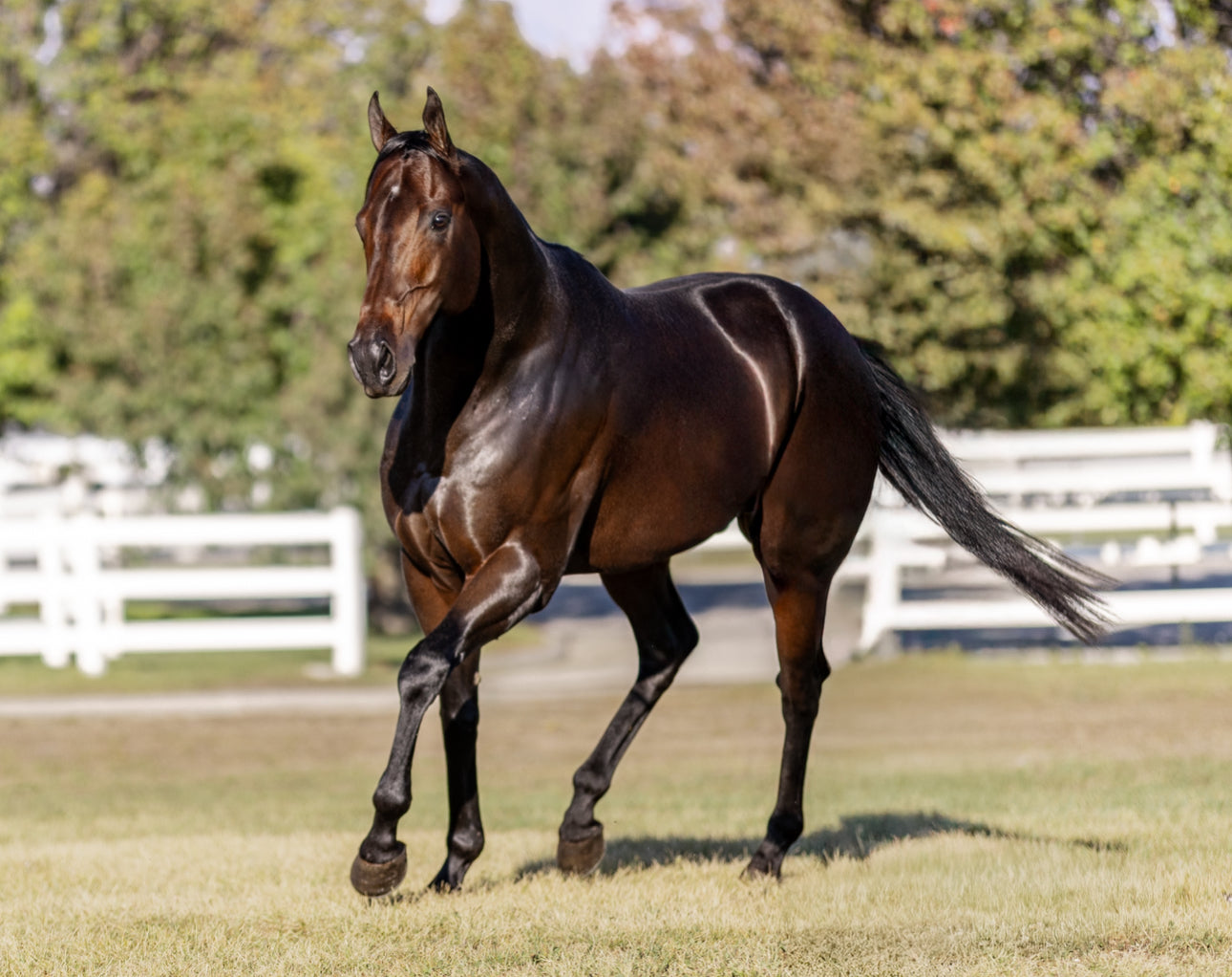 Panther Island ( TB ) SI 114 Track Record Setter