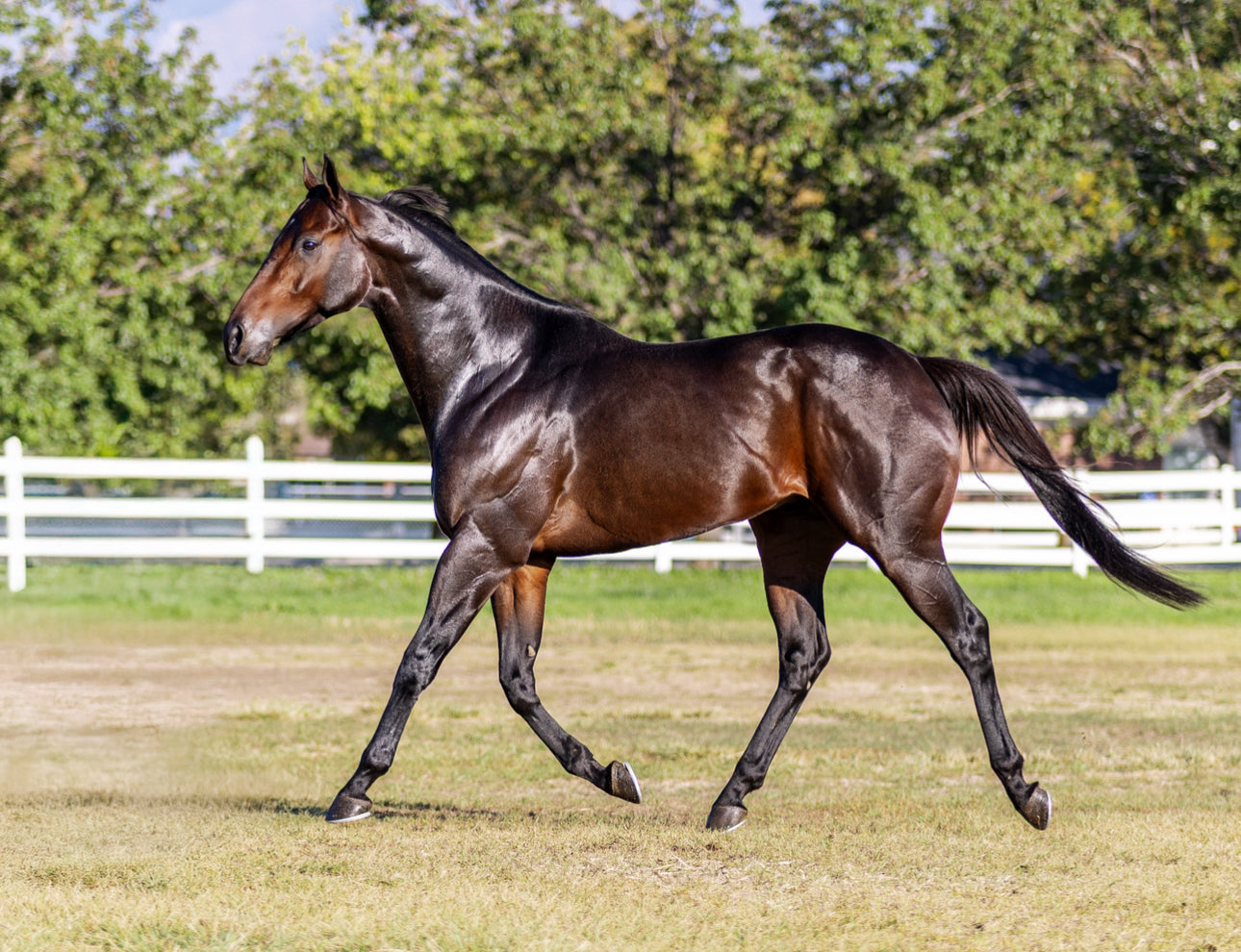 Panther Island ( TB ) SI 114 Track Record Setter