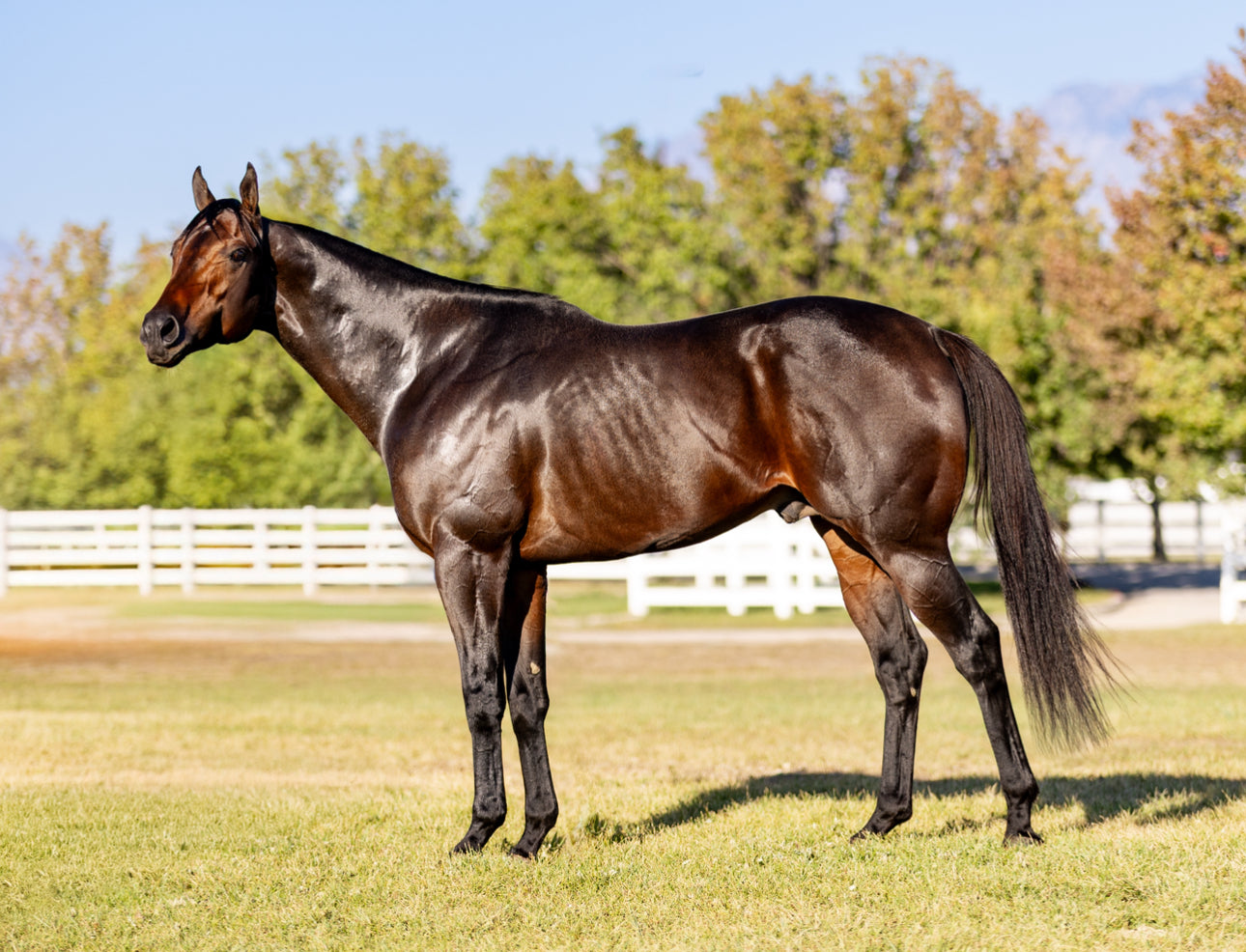 Panther Island ( TB ) SI 114 Track Record Setter