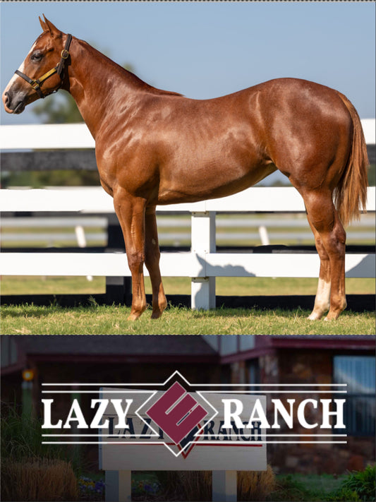 Hip # 874 Perfy - (Apollitical Blood x Perfect Practice)