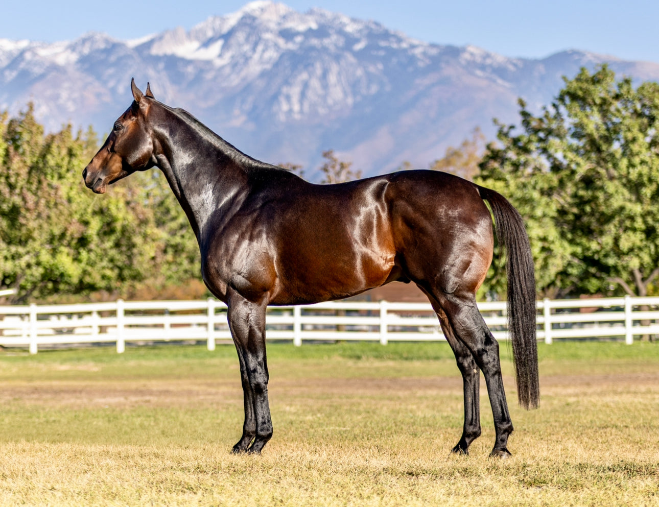 Panther Island ( TB ) SI 114 Track Record Setter