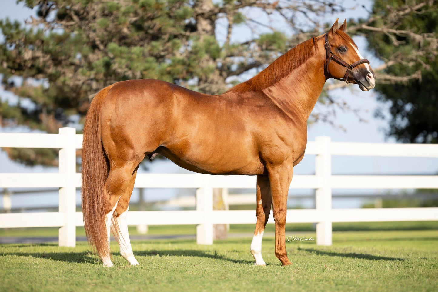 Flying Cowboy x Perfect Practice ( Foal In Utero )