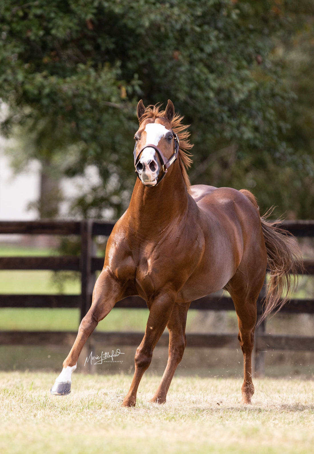 2026 Open Me a Corona Breeding Contract – Supreme Q Racing