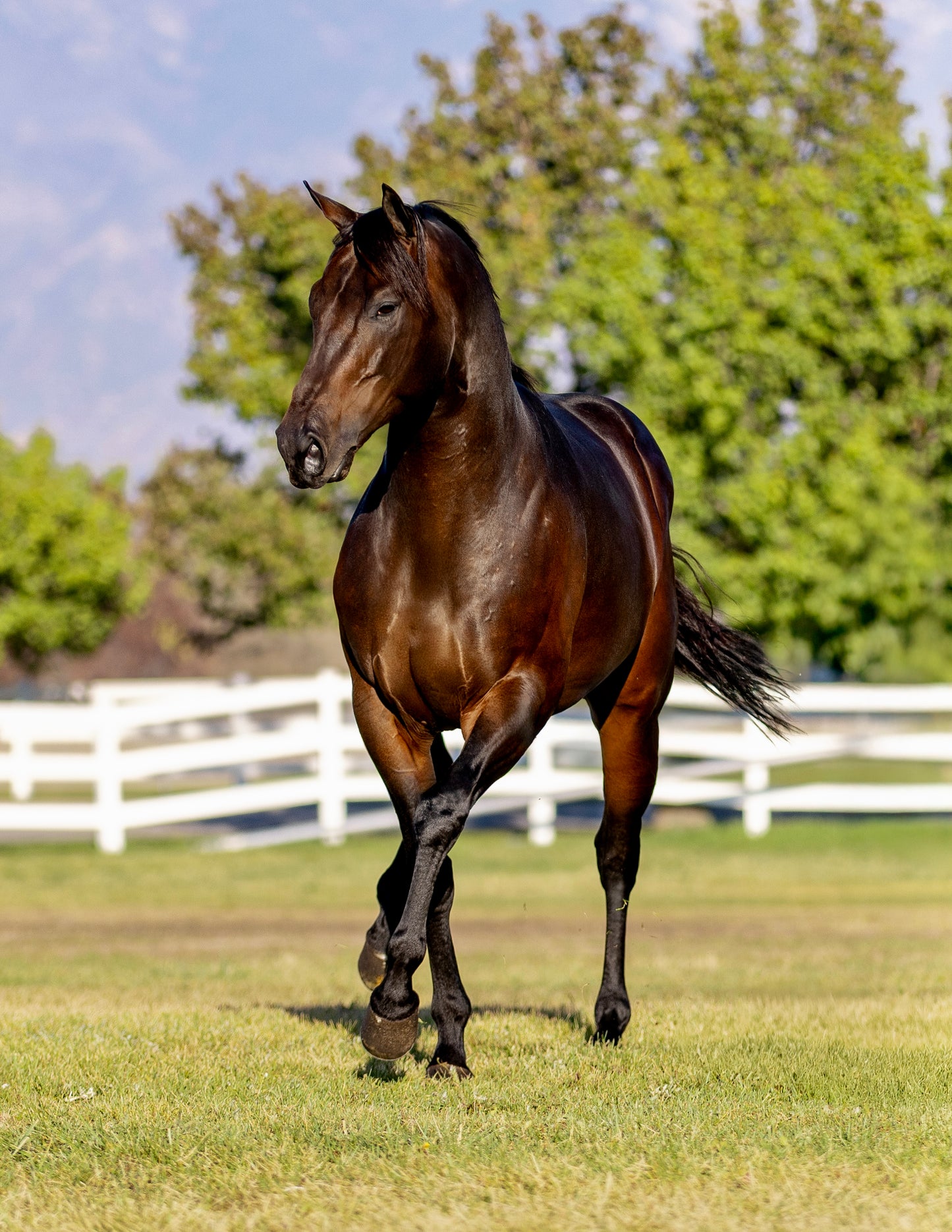 Avant Glory ( TB ) SI 102