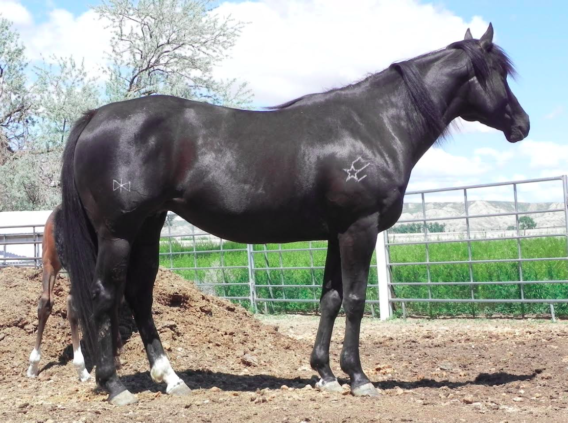TC BLACK VELVET (Wyoming Accredited Mare In Foal)