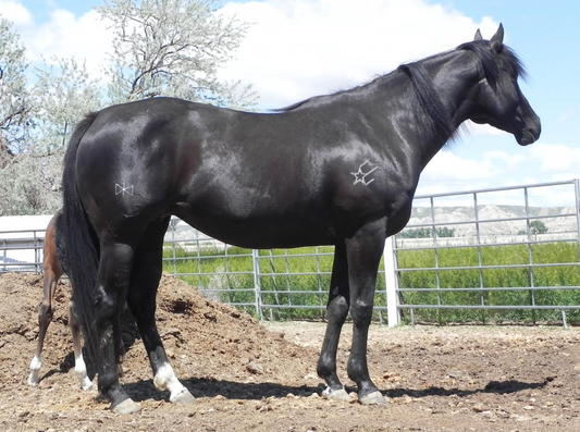 TC BLACK VELVET (Wyoming Accredited Mare In Foal)